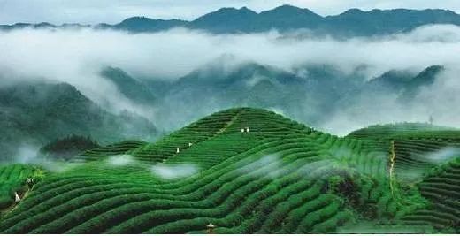 5年內(nèi)茶葉全產(chǎn)業(yè)鏈產(chǎn)值突破1500億元促進(jìn)美麗茶鄉(xiāng)全面發(fā)展