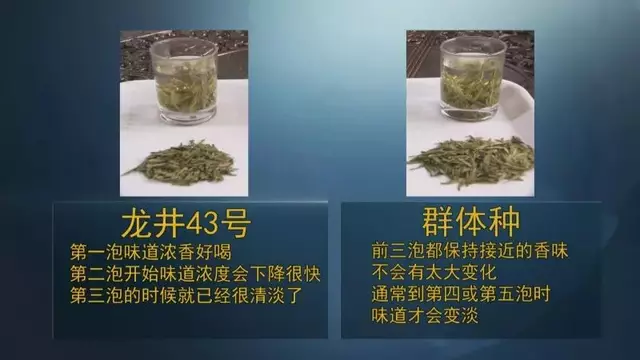 龍井群體種和43號的區別圖片，龍井43和群體種哪個(gè)好喝？