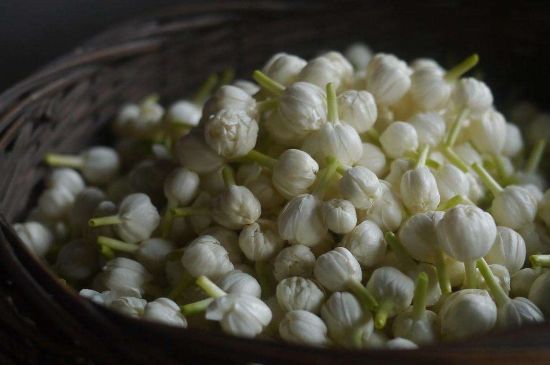 茉莉花茶與什么相克，茉莉花搭配禁忌