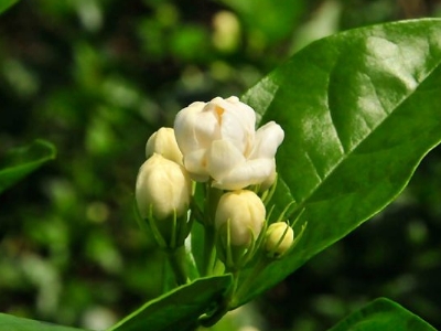 好茉莉茶多少錢(qián)一斤，茉莉花茶價(jià)格