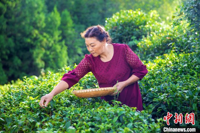 尹炳珍在茶園采茶(資料圖) 受訪(fǎng)者 供圖