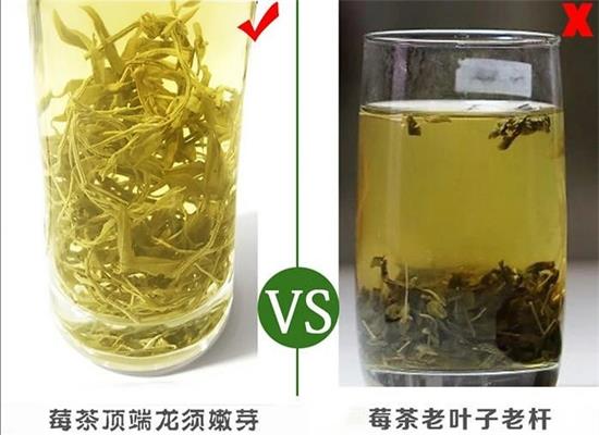 張家界茅巖莓茶與藤茶是同一種茶嗎，藤茶跟莓茶一不一樣？