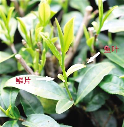 摘茶葉最快的方法，采摘茶葉怎么才能快？