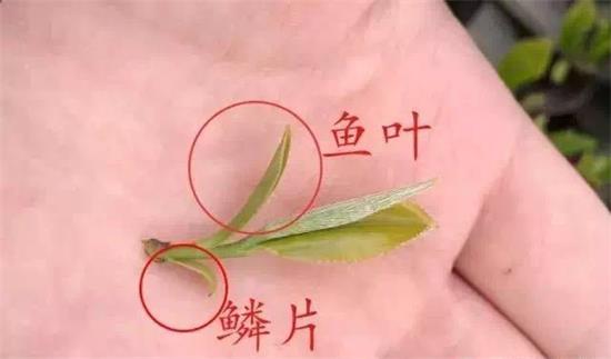 摘茶葉最快的方法，采摘茶葉怎么才能快？