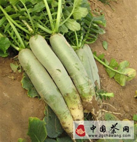 蘿卜就熱茶 就好這一“口兒”