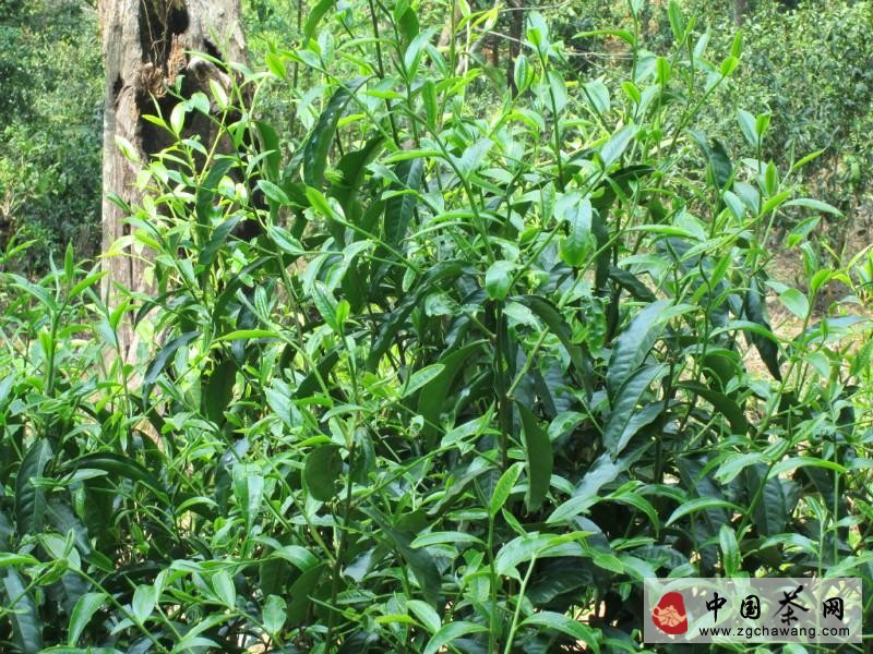 云南茶山古茶樹圖片