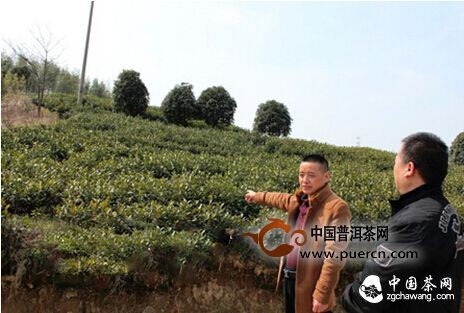 紹興、安吉：茶葉氣象指數保險讓茶農不再揪心