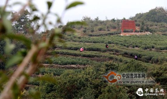 福鼎點頭：第一茬春茶已開采