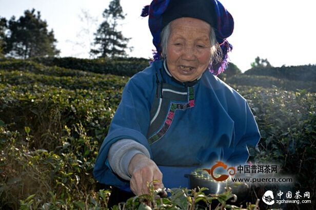 長順1.6萬畝茶園開摘新春首批有機綠茶