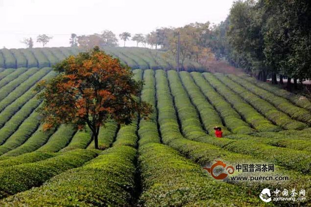 煙花三月去茶山，收獲心情與好茶 