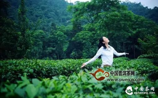 煙花三月去茶山，收獲心情與好茶 