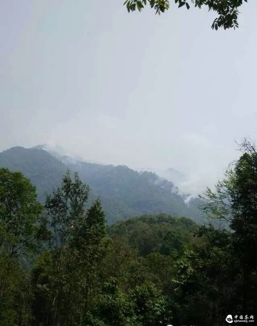 彎弓火災明火已滅，受災茶園上千畝！彎弓寨盧隊長播報最新狀況