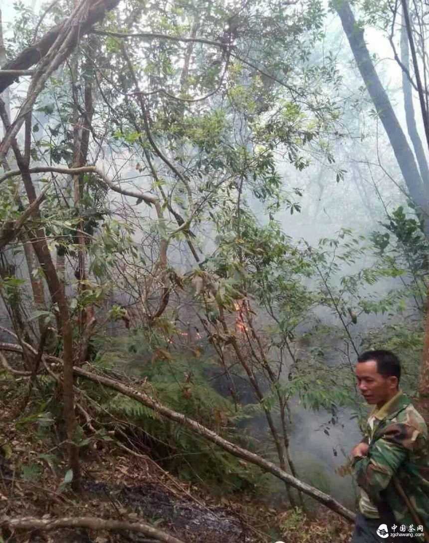 彎弓火災明火已滅，受災茶園上千畝！彎弓寨盧隊長播報最新狀況