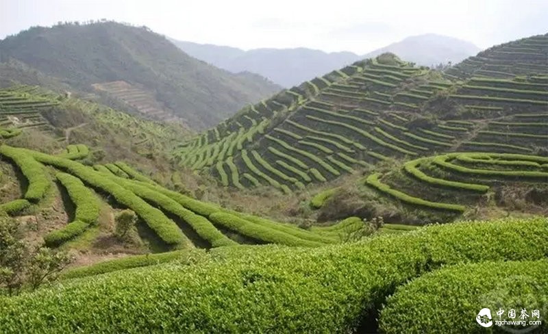 品牌茶企和交易市場上的新茶：大家同是茶葉 為何差別就這么大呢？