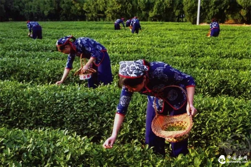 品牌茶企和交易市場上的新茶：大家同是茶葉 為何差別就這么大呢？