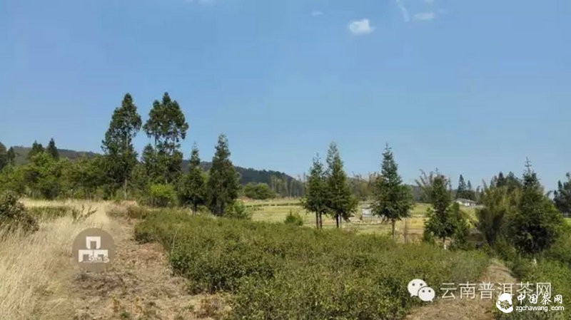 2015云南茶山全程實(shí)錄 千里足跡