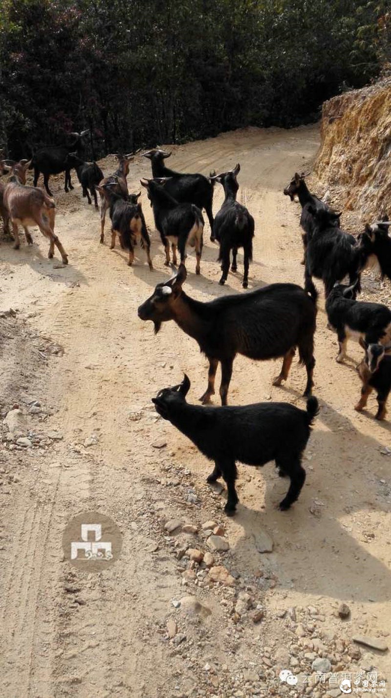 2015云南茶山全程實(shí)錄 千里足跡