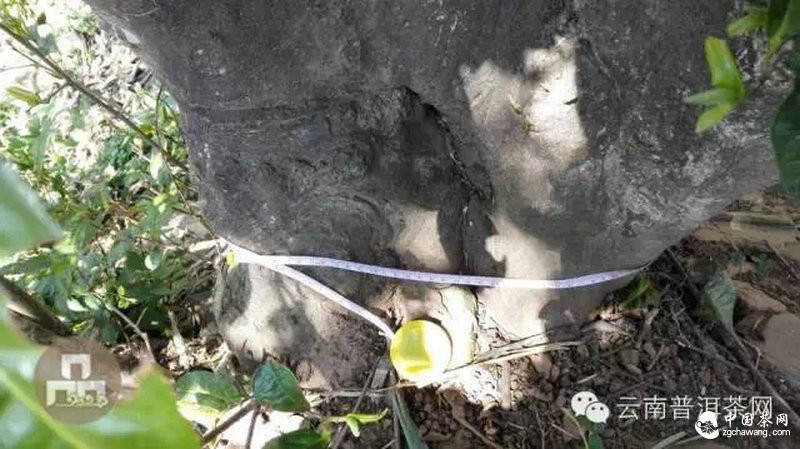 2015云南茶山全程實(shí)錄 千里足跡