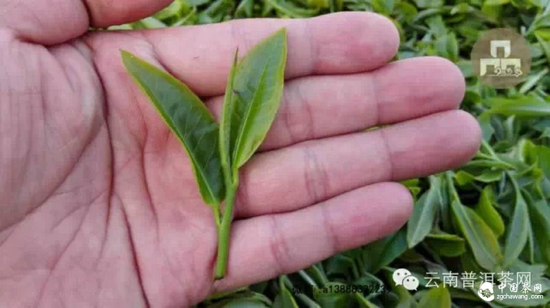 2015云南茶山全程實(shí)錄 千里足跡