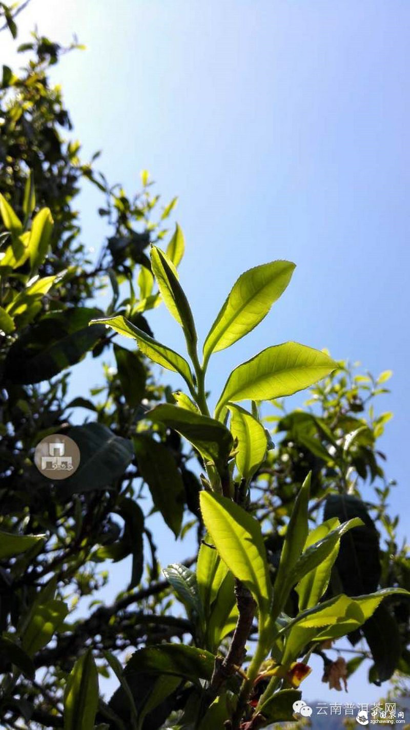 2015云南茶山全程實(shí)錄 千里足跡