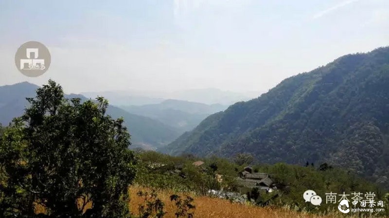 你喝的茶生長在這里 你看見過嗎？