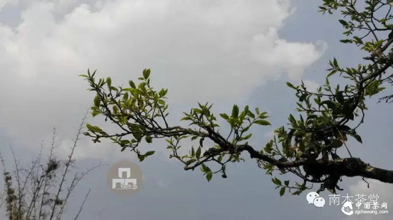 你喝的茶生長在這里 你看見過嗎？