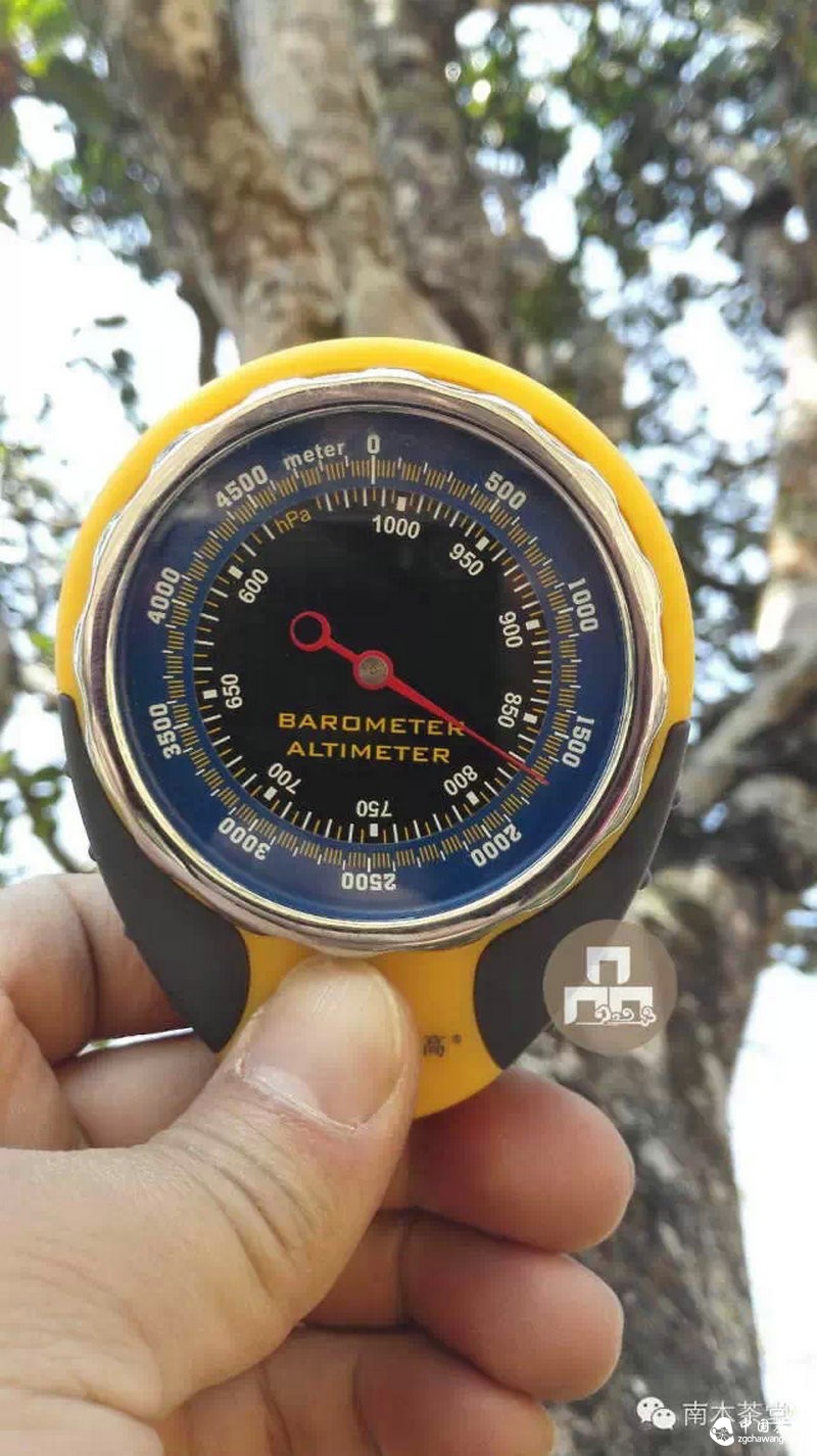 你喝的茶生長在這里 你看見過嗎？