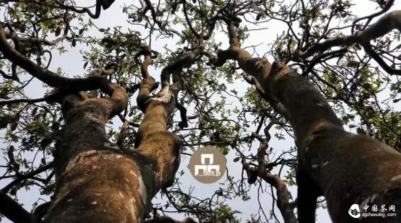 你喝的茶生長在這里 你看見過嗎？