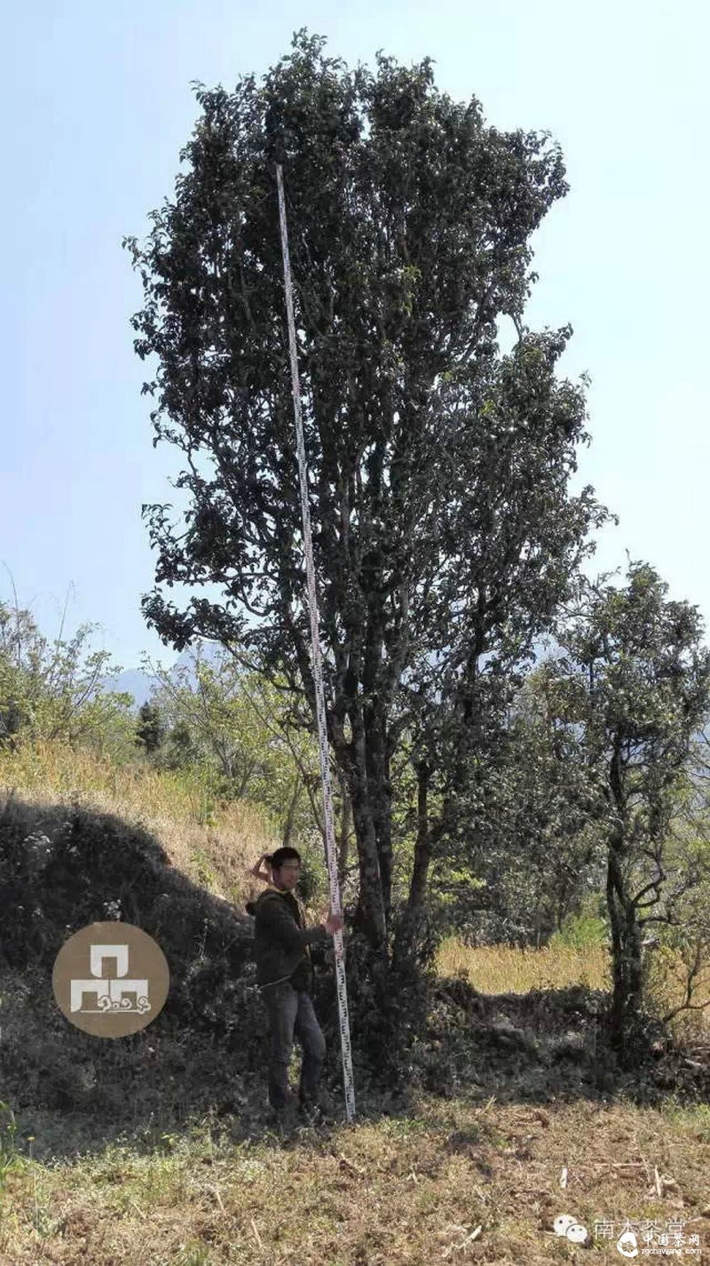 你喝的茶生長在這里 你看見過嗎？