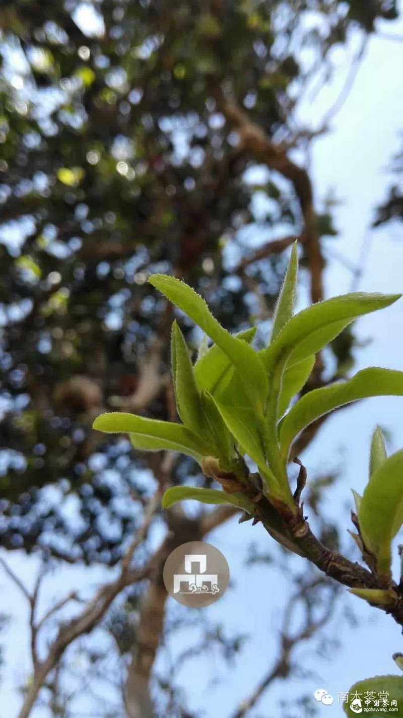 你喝的茶生長在這里 你看見過嗎？