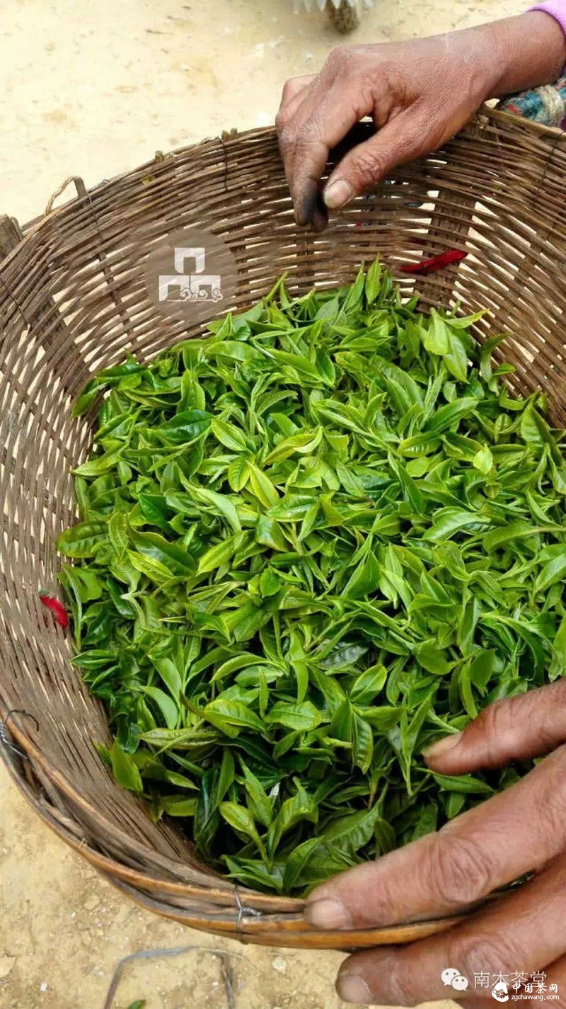 你喝的茶生長在這里 你看見過嗎？