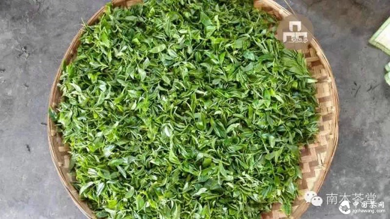 你喝的茶生長在這里 你看見過嗎？