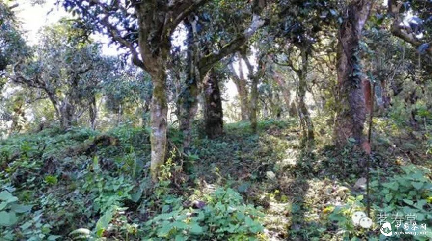 2015春茶 那些說法的背后