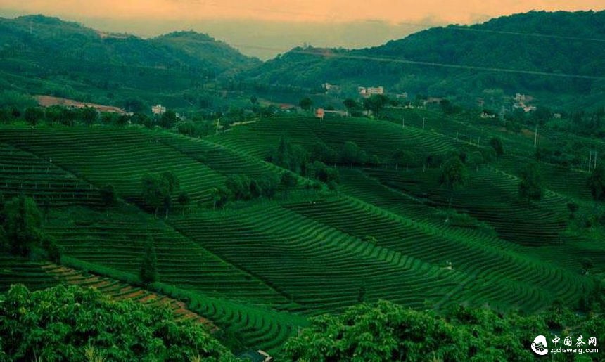 普洱茶投資分析：市場消耗決定茶市冷熱