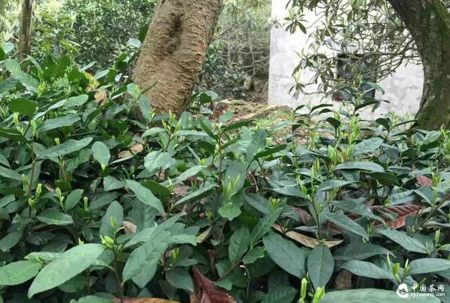 2天長(zhǎng)了3公分！高溫下的明前茶如妖精般瘋長(zhǎng) 品質(zhì)可能受影響