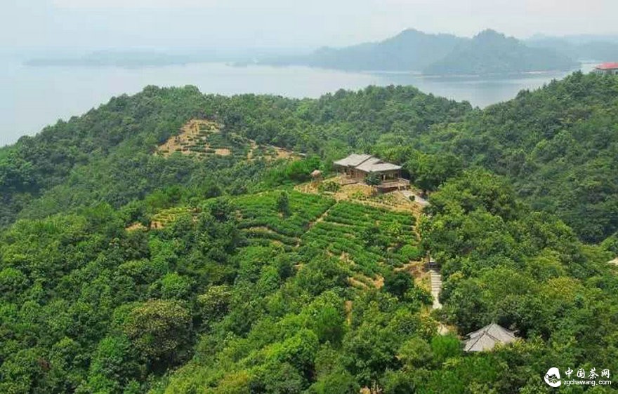 普洱茶市場(chǎng)：需理性喝茶！