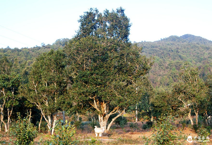 古茶園被竭澤而漁式的開發(fā) 古茶還能香多久？