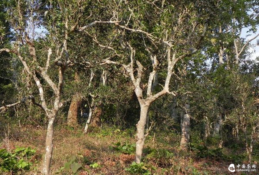 古茶園被竭澤而漁式的開發(fā) 古茶還能香多久？