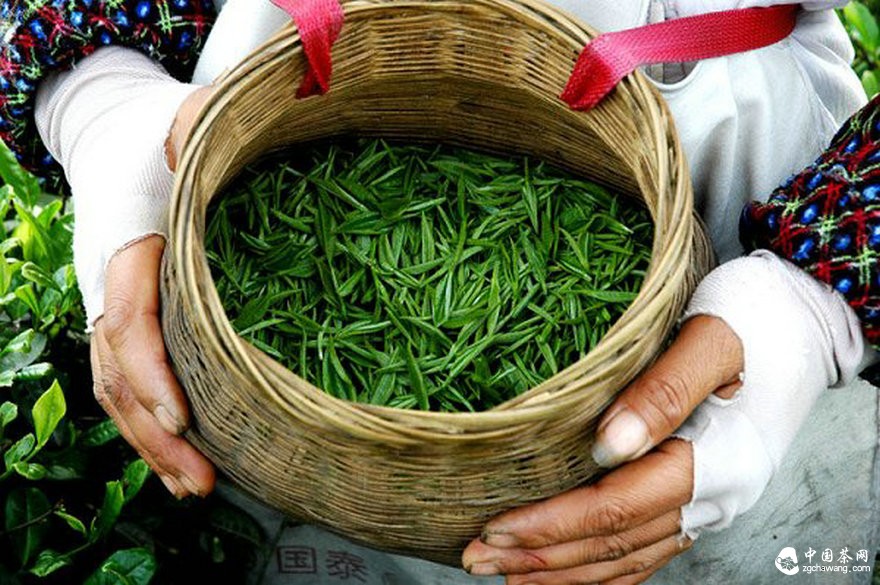 年銷茶葉破10億元 商賈四方點(diǎn)茶成金