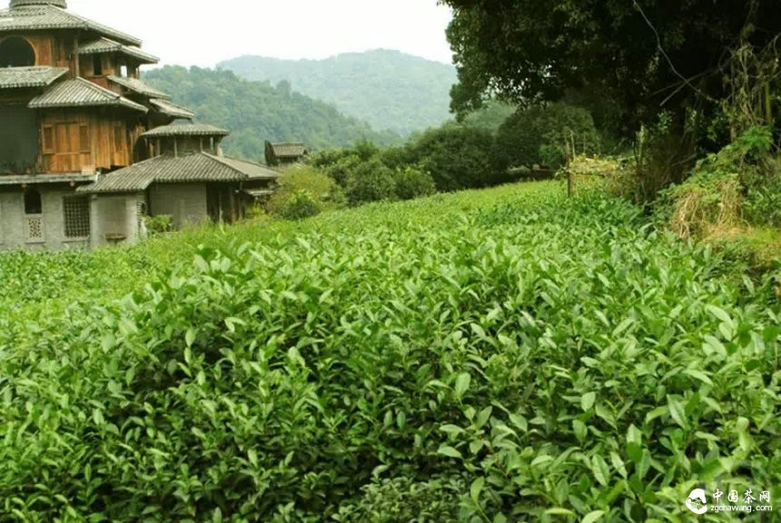 春茶市場(chǎng)逐漸回歸理性，京城老字號(hào)茶莊高端茶葉賣(mài)斷貨