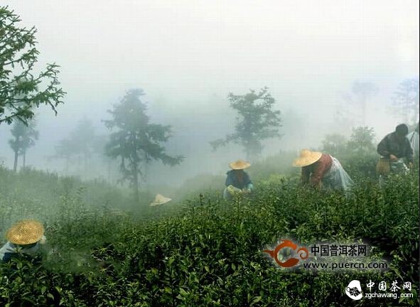 富陽安頂云霧茶品牌打造成效顯著 今年質(zhì)優(yōu)量多