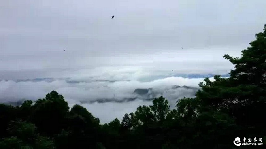 4月7日春茶播報(bào)