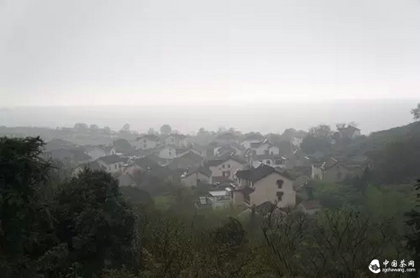 4月7日春茶播報(bào)