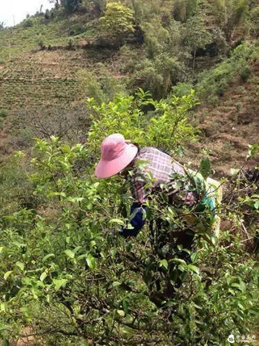 4月7日春茶播報(bào)
