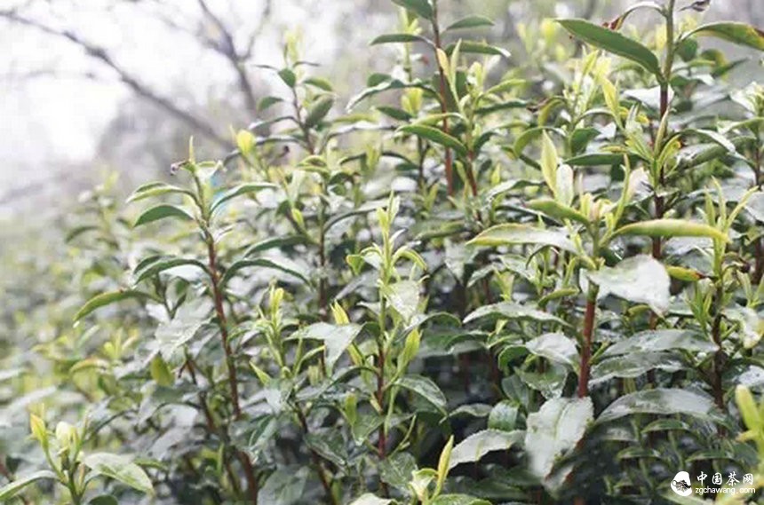 4月7日春茶播報(bào)