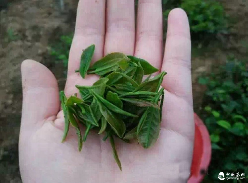 4月7日春茶播報(bào)