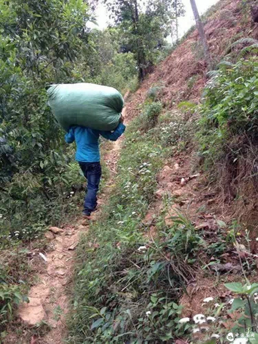 4月7日春茶播報(bào)