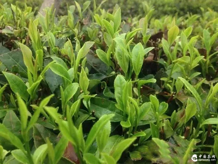 4月7日春茶播報(bào)