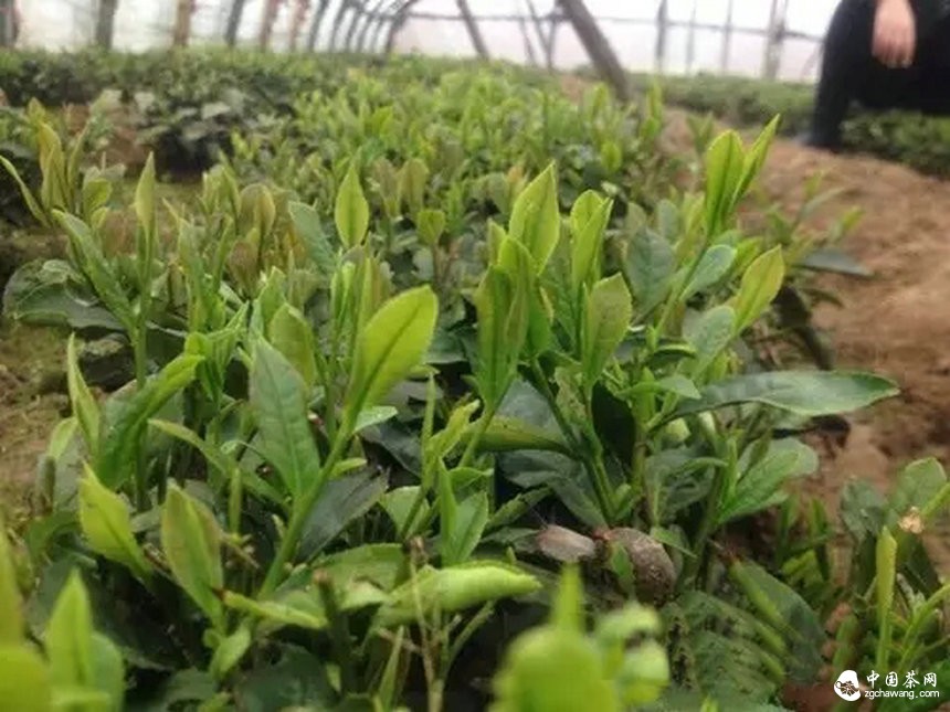 4月7日春茶播報(bào)