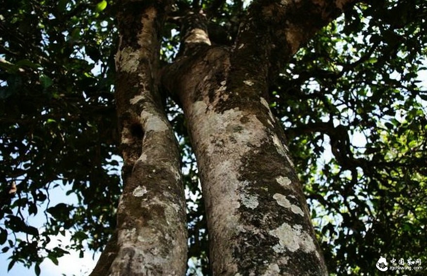 茶市觀察：普洱春茶價今年&ldquo;穩(wěn)&rdquo;字當先